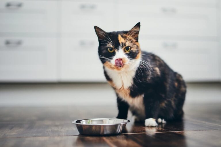 Cat looking up hungrily licking his lips