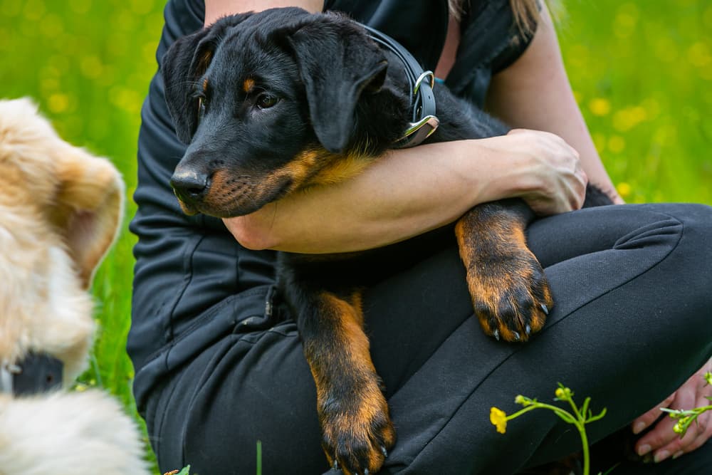 Dog declaw injury and owner holding dog