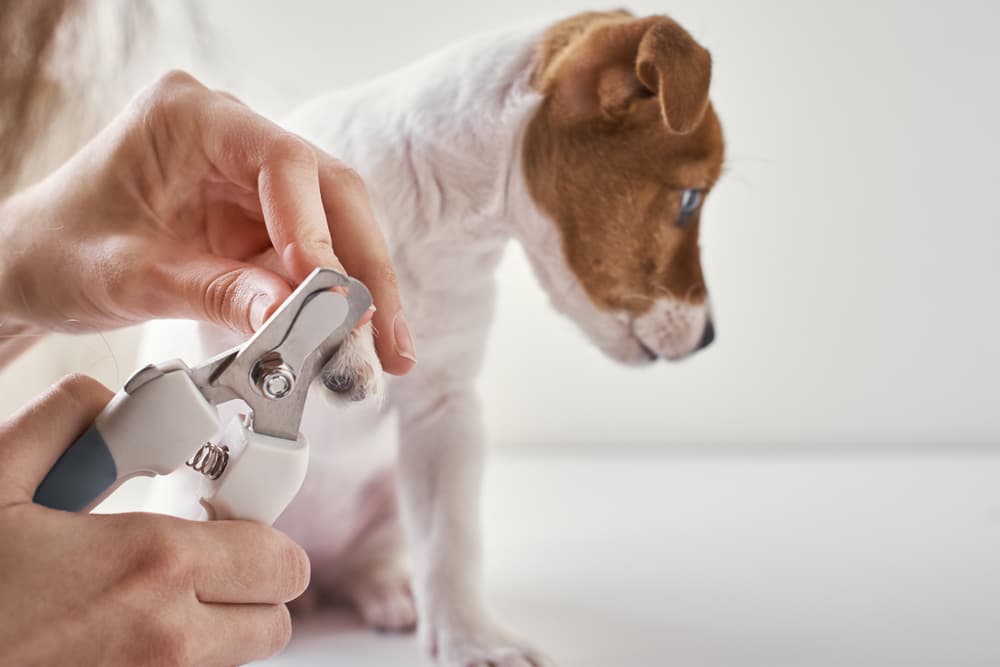 Dog having dewclaw cut from vet