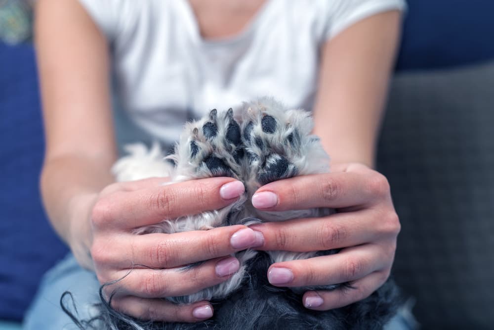 Dog Dewclaw Injuries: Everything You Need to Know