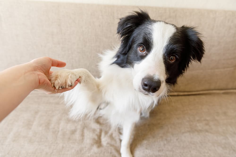 Dog looking to camera and worried as he has an overgrown dewclaw