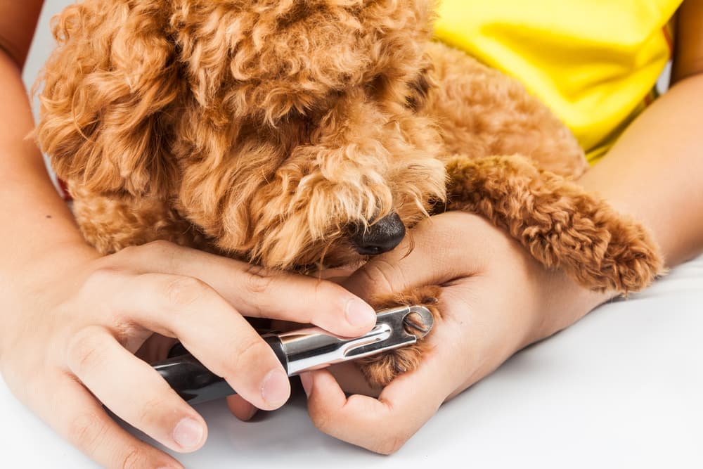 Dog dewclaw having nails trimmed