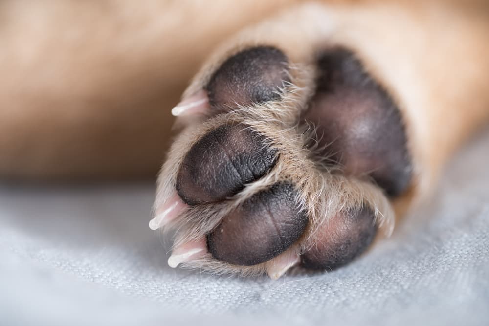 Close up of dog's paw