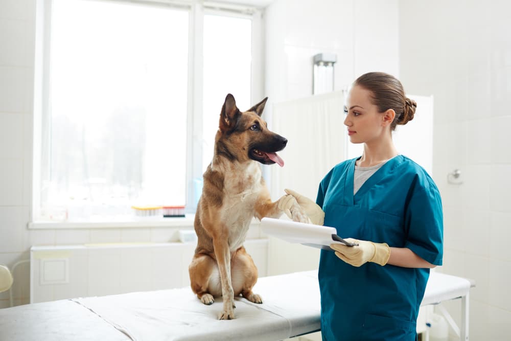 Dog at the vet having paw taken care of