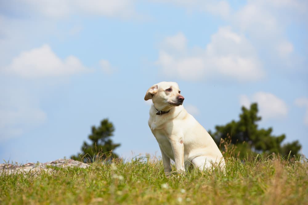 Dog looking scared and lonely in a field