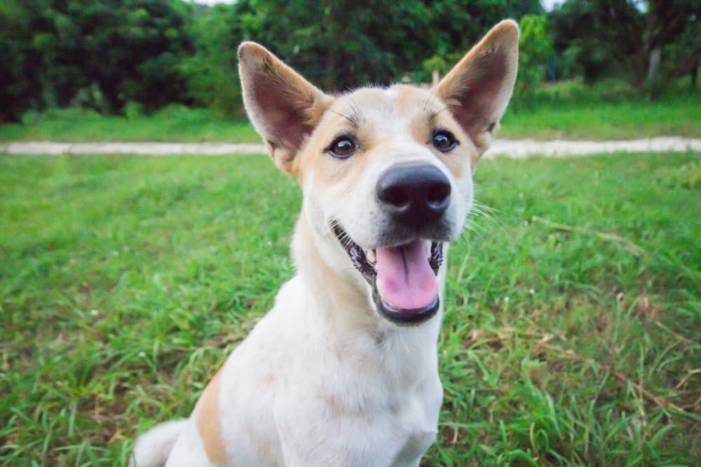 Dog outdoors with ears up
