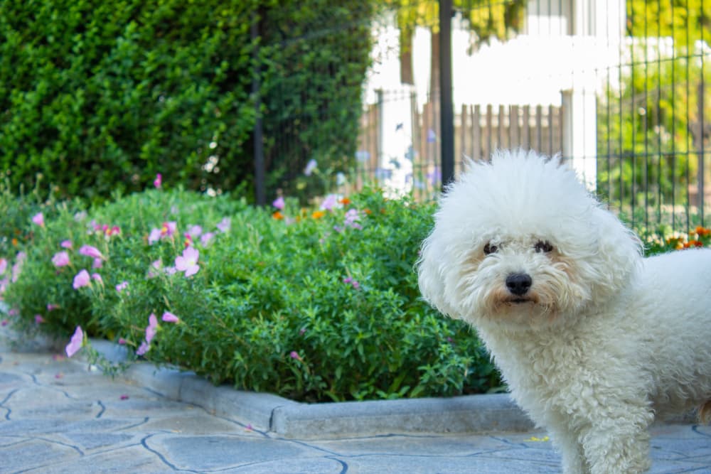 Dog looking at camera in a well fenced yard