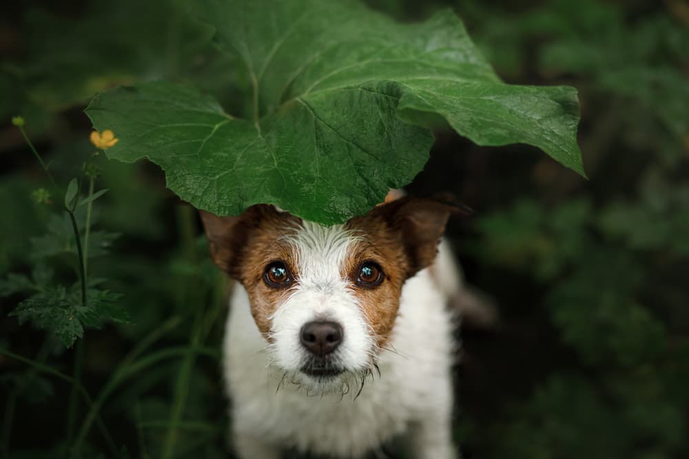 How to Find a Lost Dog: 8 Important Tips