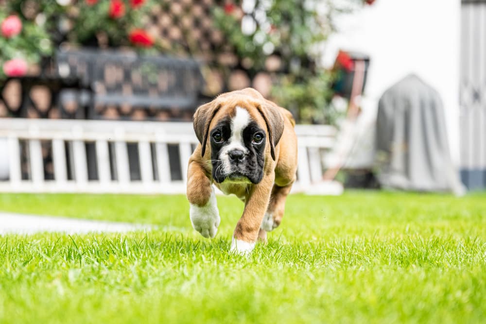 Bringing a Puppy Home: 5 Steps to Survive the First Week