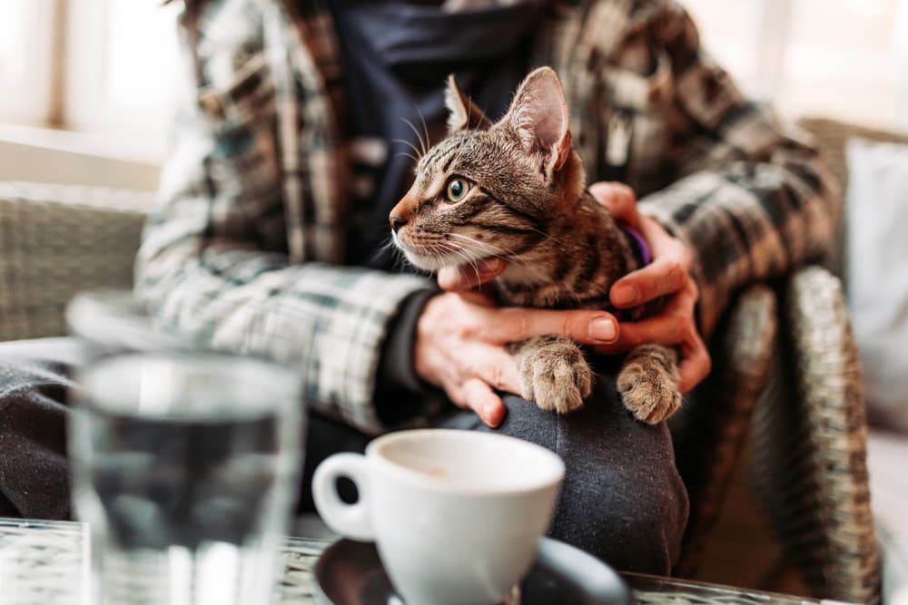 Cat sitting in a cafe smelling coffee and what smells do cats hate
