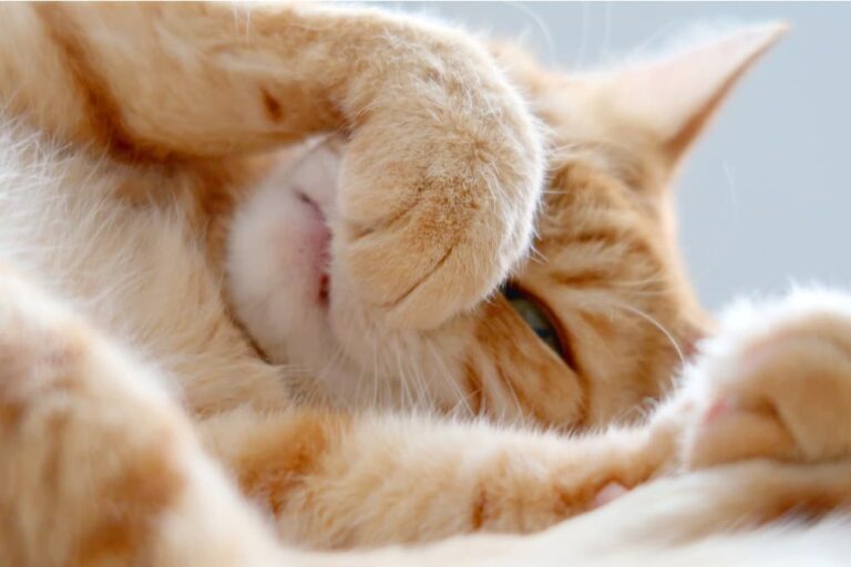 Cat covering nose because of smell it hates