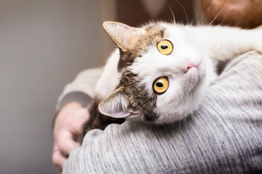 Cat being held in owner's arms and is happy