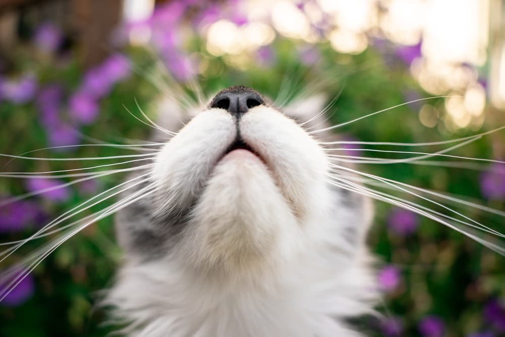 Understanding smells cats hate with picture of close up of cat's nose