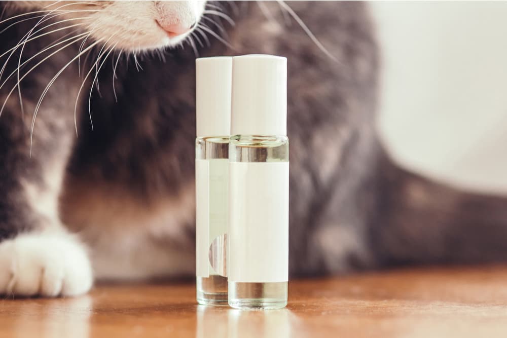 Cat smelling essential oil and cat hates smell