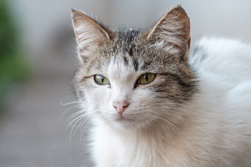 Cat smelling something they hate and eyes are narrowed