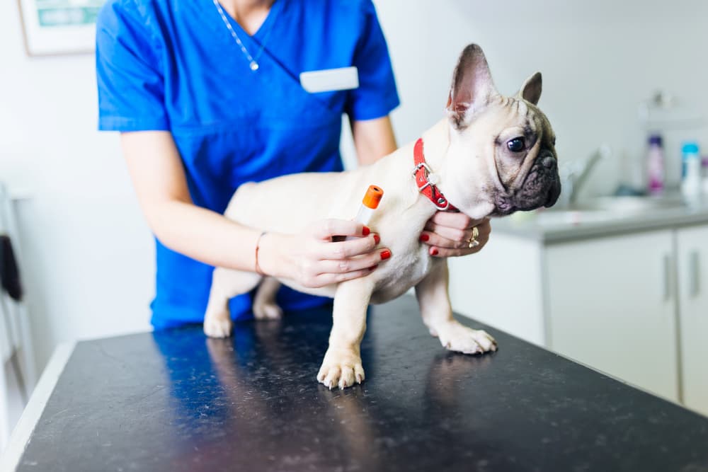 vet examining dog