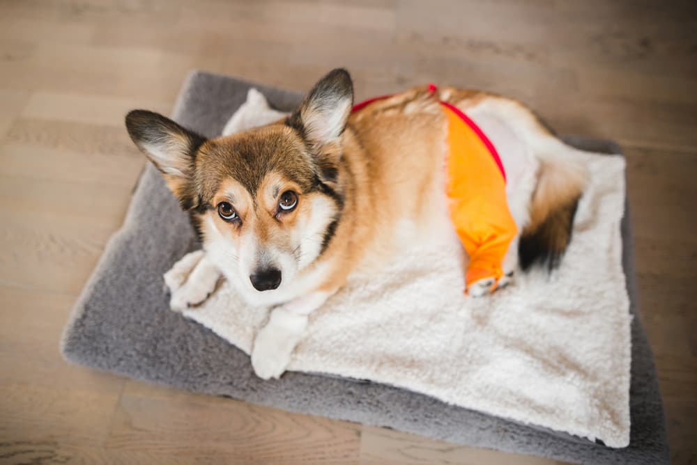 Dog recovering after surgery