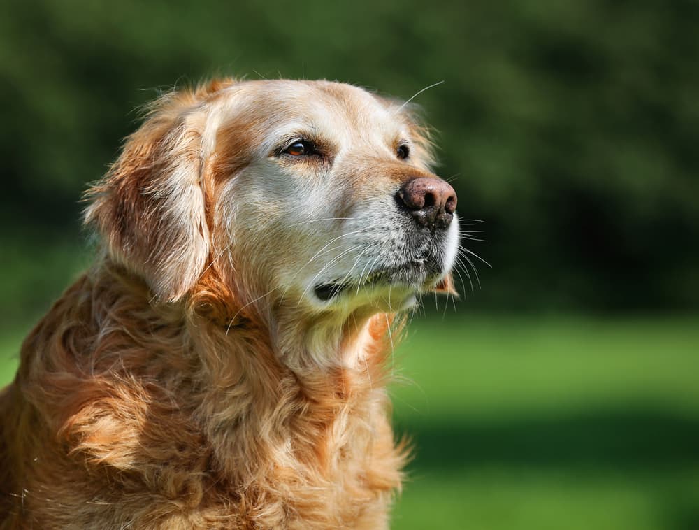 Carprofen for Dogs
