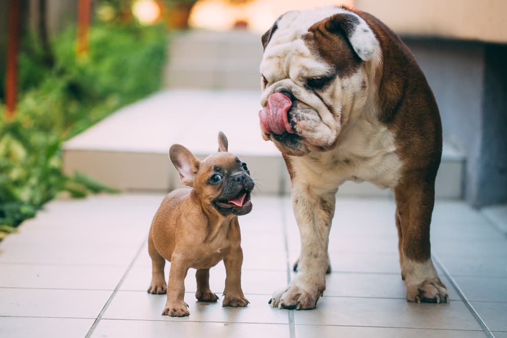 Muscular dog puppy and adult bulldog