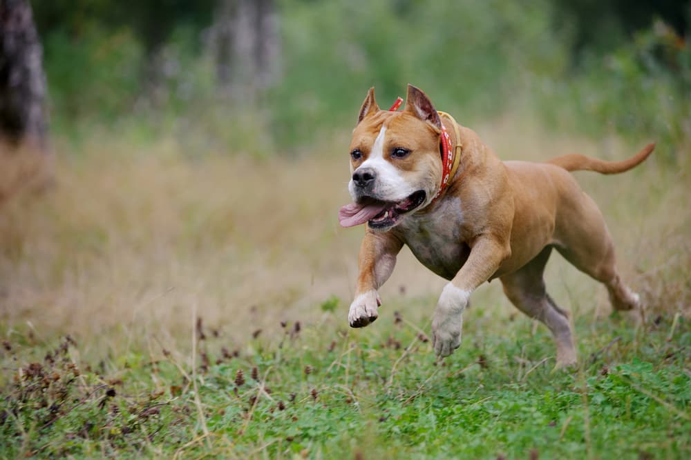 American Staffordshire Terrier running in a field