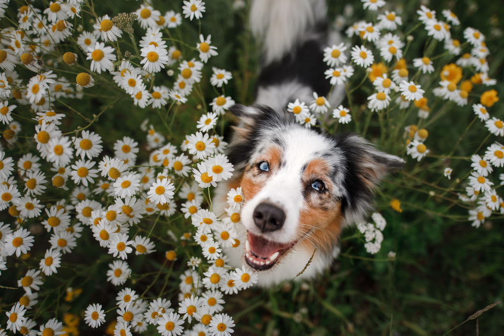 Dog standing in a field of flowers with a dry nose