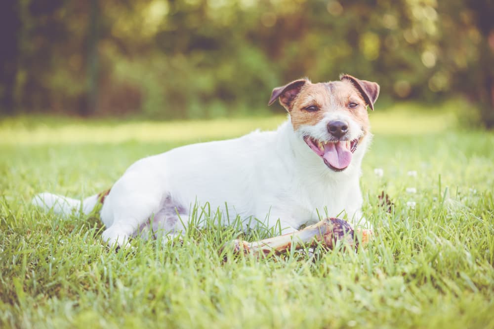 Can Dogs Eat Bones?