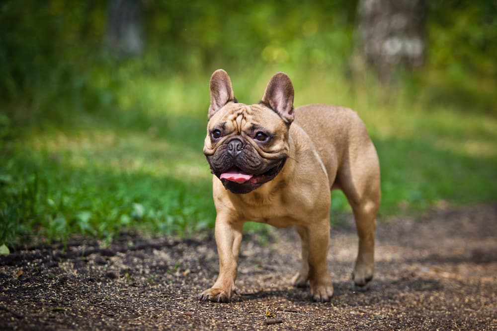 French Bulldog walking in the park