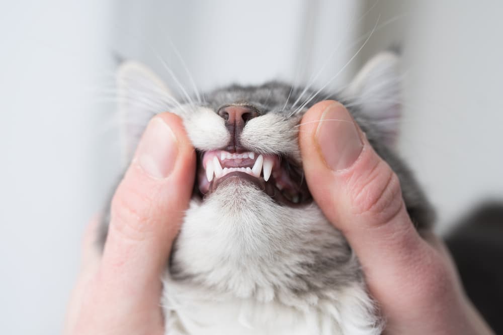 Owner holding cats teeth