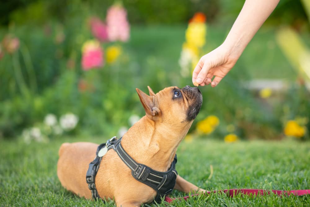 French Bulldog puppy getting a treat positive reinforcement