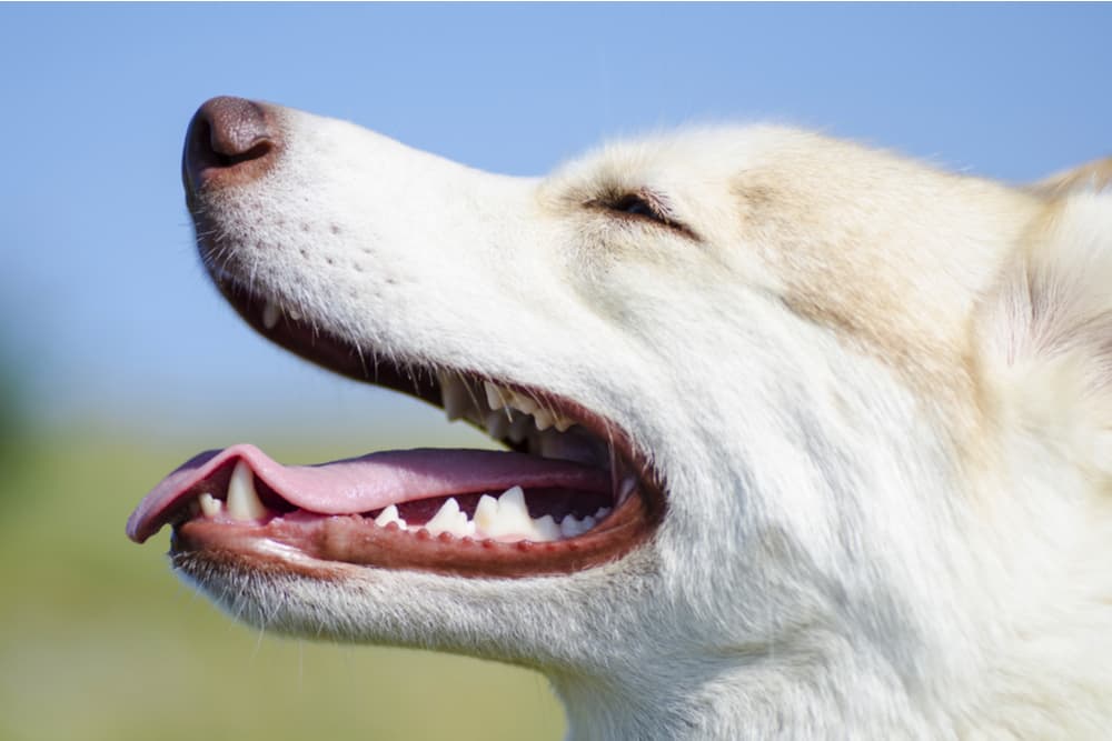 Dog side of face with teeth fully open