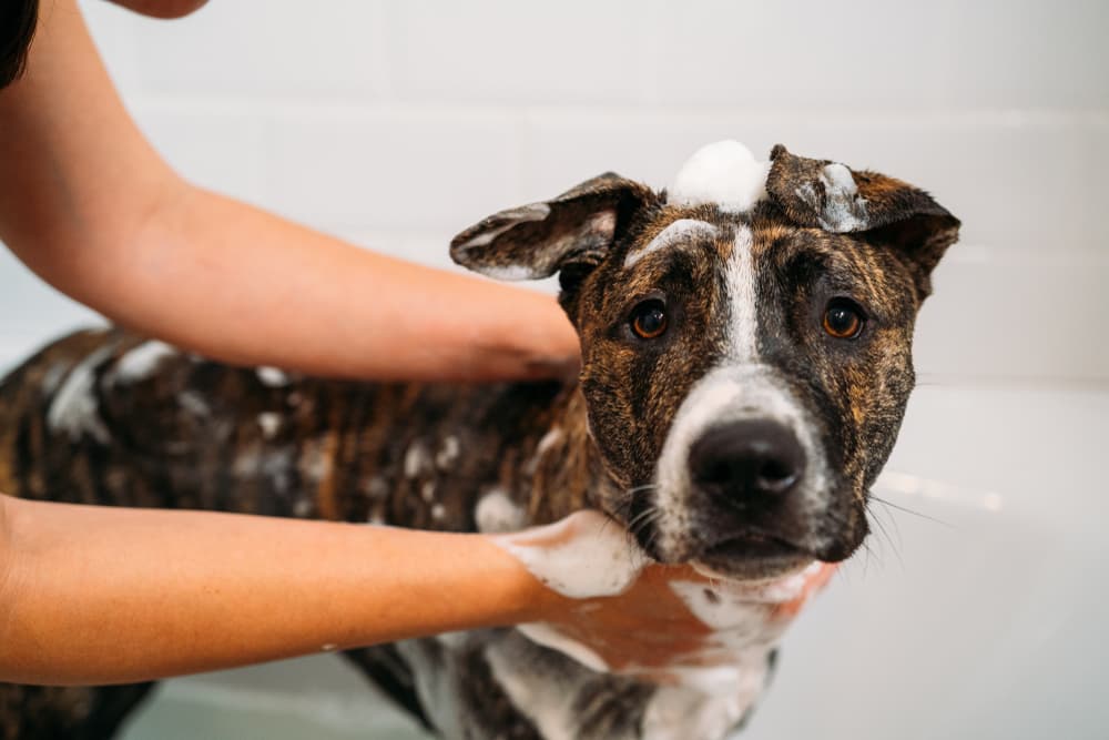 Dog looking anxious while getting a bath