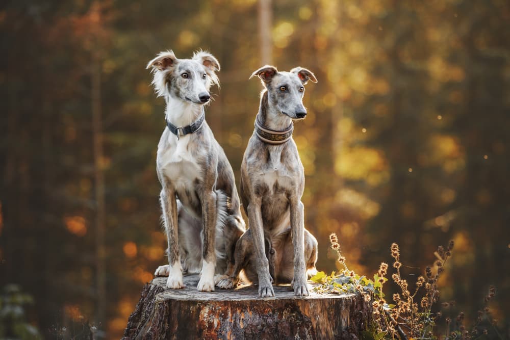 Two greyhound dogs sitting ini the woods on a tree stump