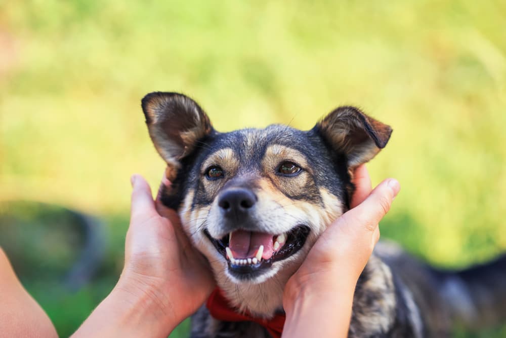 Happy dog being pet behind the ears
