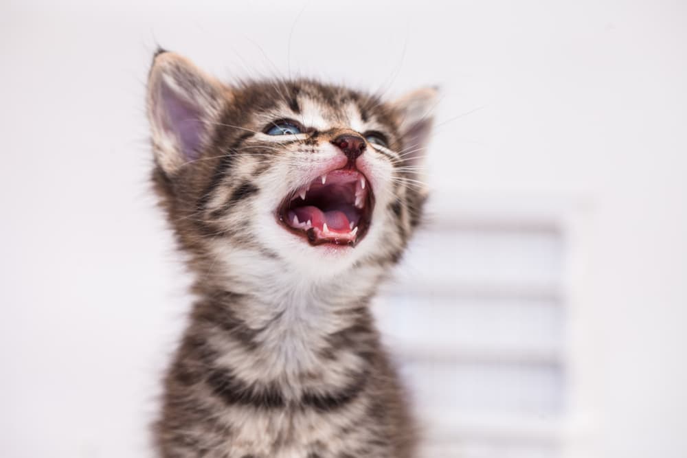 Cat meowing with baby teeth open