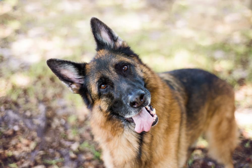 Dog outdoors with head tilted
