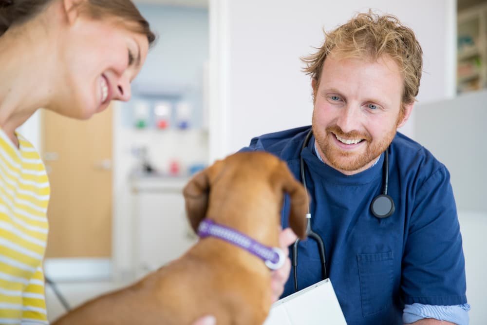 Dog at the vet with owner talking about dog nutrition