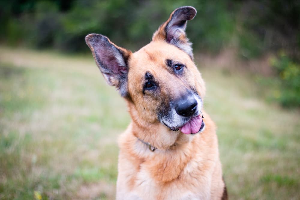 Dog head tilted looking at camera
