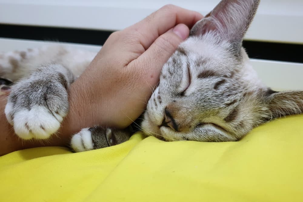 Cat being clingy on owners arms