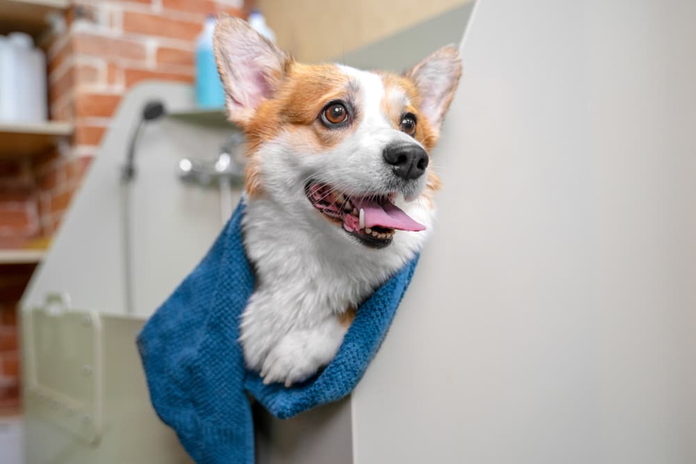 Oatmeal Dog Shampoo: Benefits and Uses