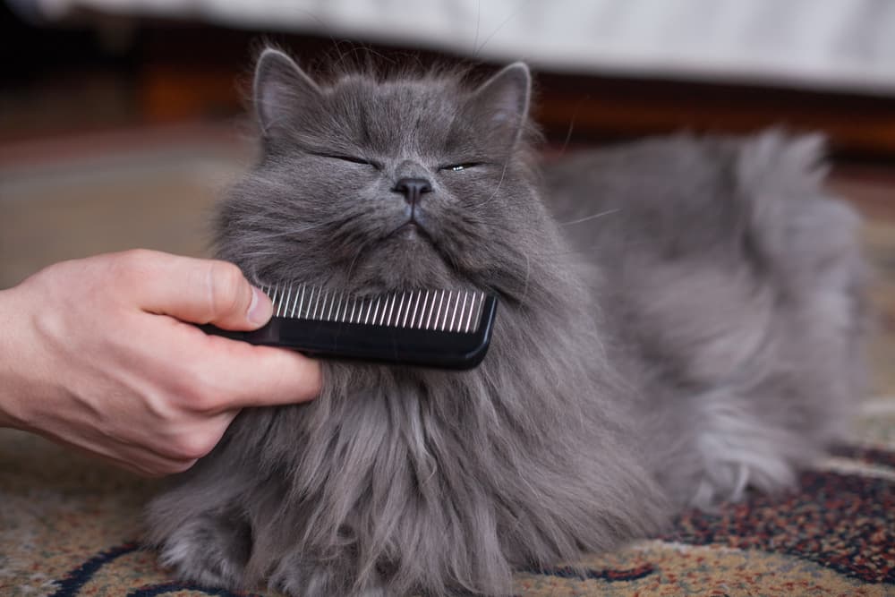 Owner brushing cat with wide tooth comb