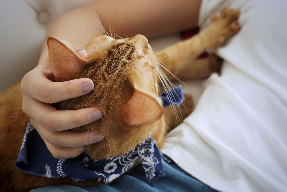 Cat stretching into owner looking for attention acting very clingy