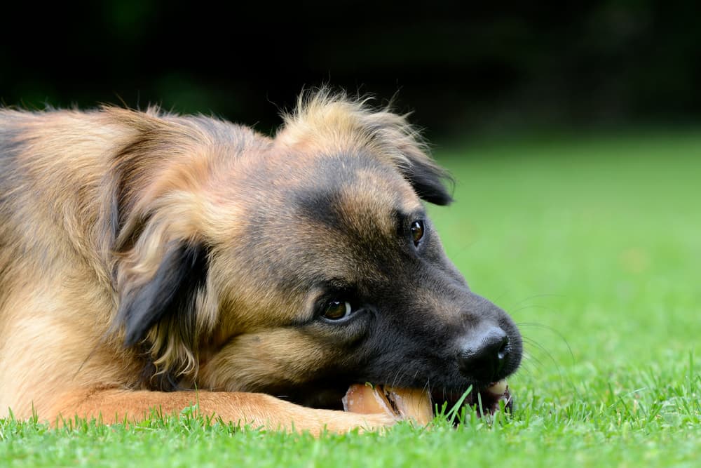 Dog chewing a bone outdoors looking up to camera