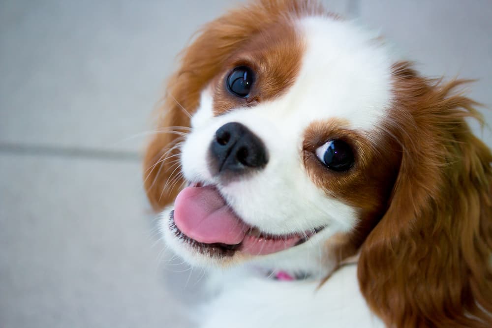 Photo of a dog with cute eyes