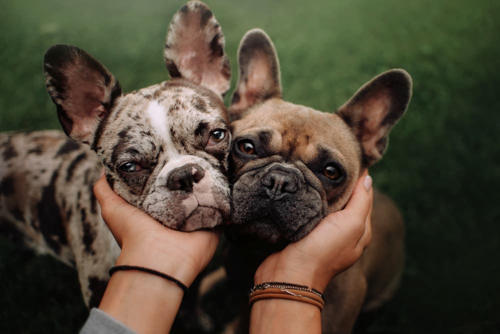 Two cute dogs with face smushed together