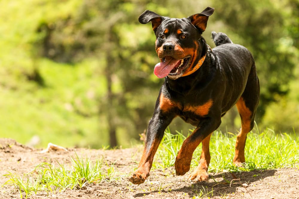 Dog running in the sun