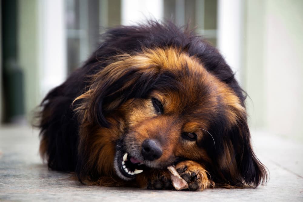 Dog chewing bone from corner of mouth