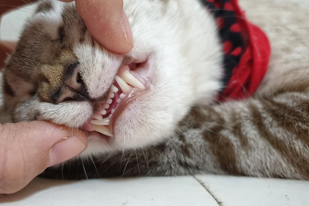 Close up row of cat teeth