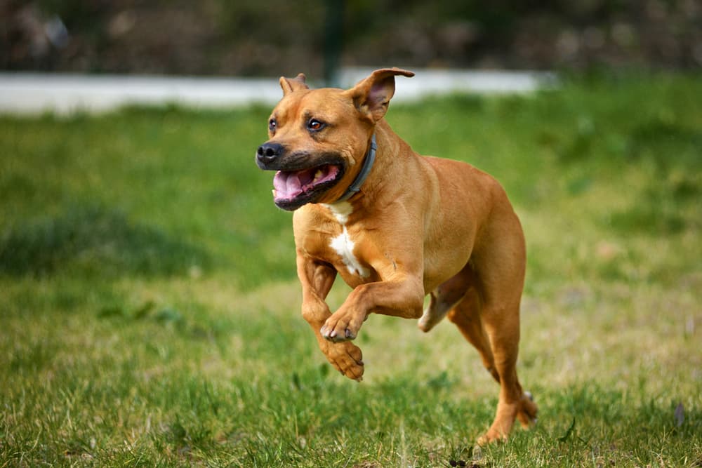 11 Most Muscular Dog Breeds