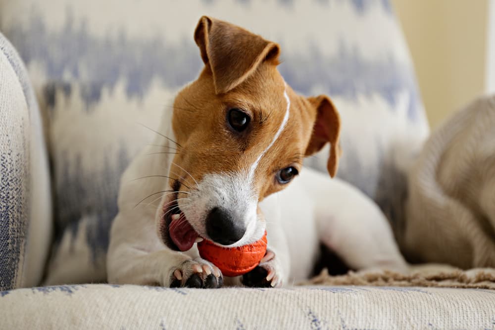 Dog chewing on a chew toy on the couch