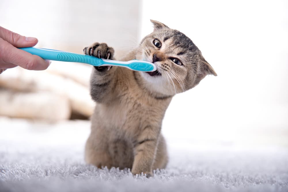 Brushing cat teeth
